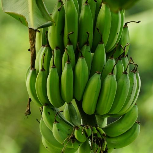 Racimo de plátano